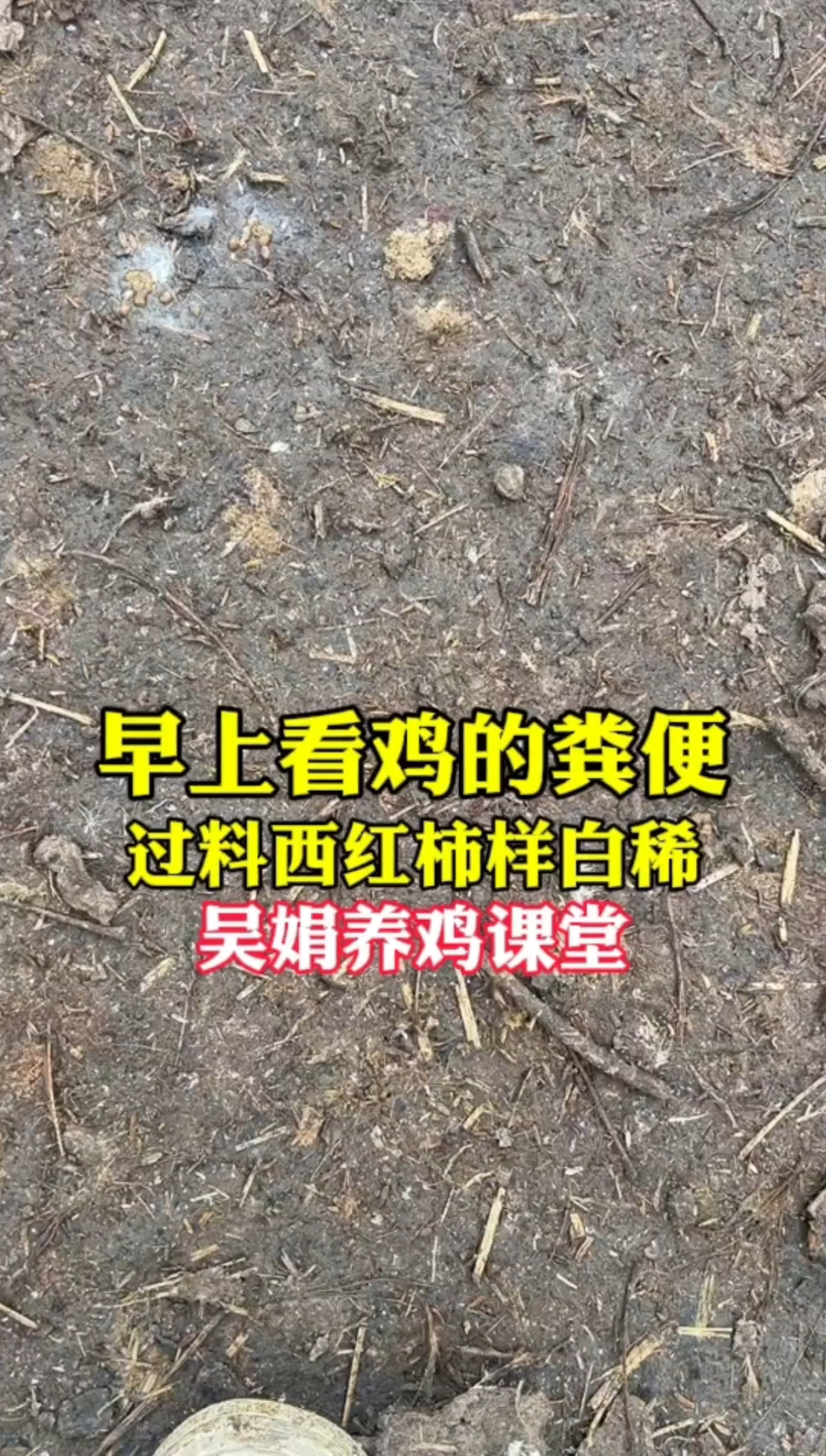 早上看鸡的粪便,鸡拉西红柿样粪便过料便。这是肠毒小肠球虫混感