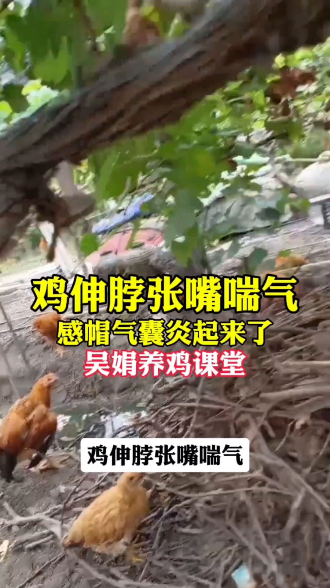 鸡伸脖子张嘴喘气,这是受凉感冒,起来起来气囊炎了