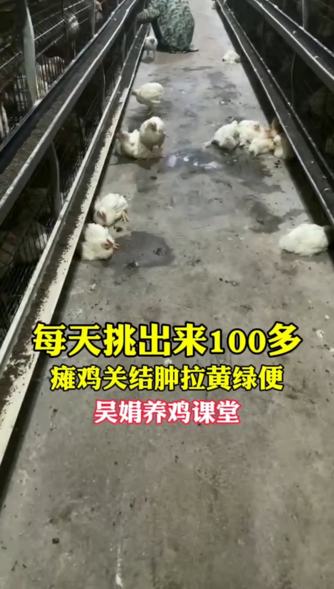 每天挑出来100多只瘫鸡,拉黄绿色粪便关节肿大。这是滑液囊