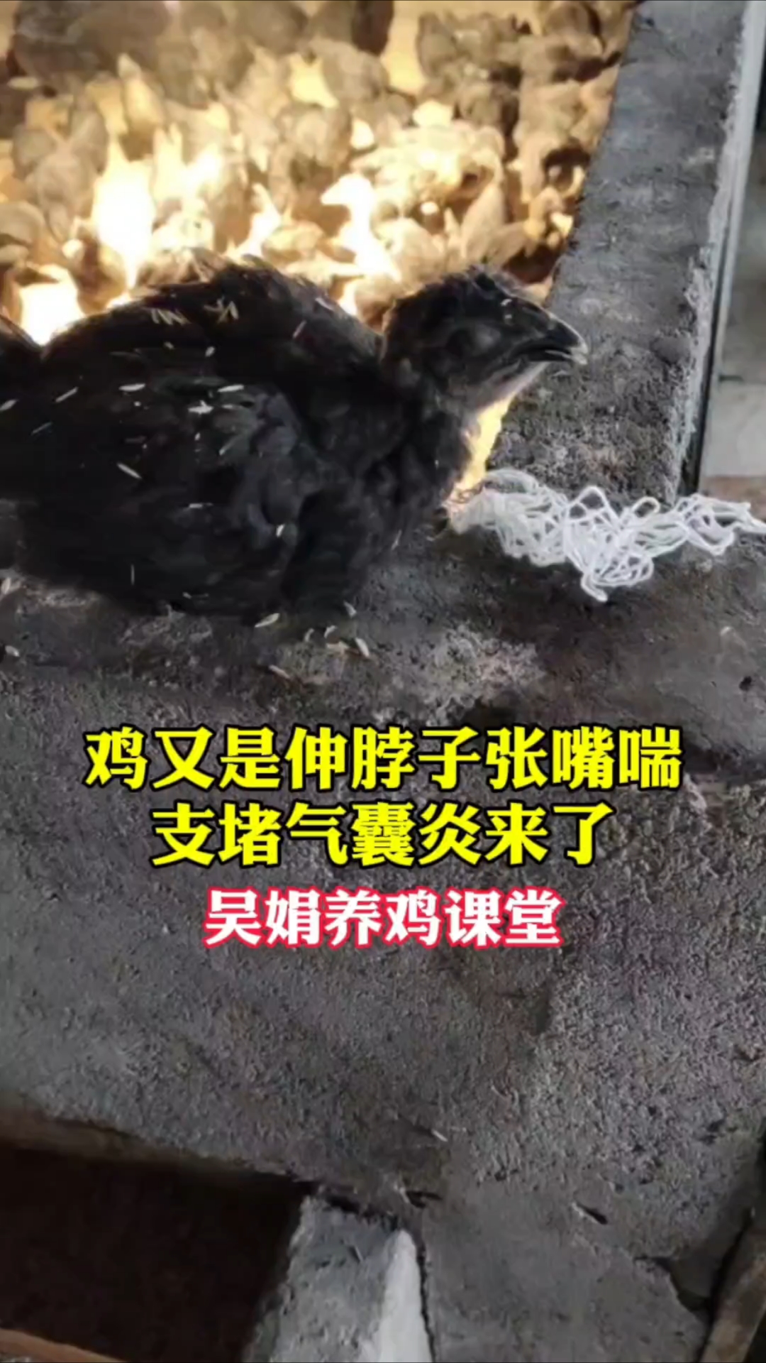 鸡又是伸脖子张嘴喘,支堵气囊炎来了。吴娟养鸡课堂分享