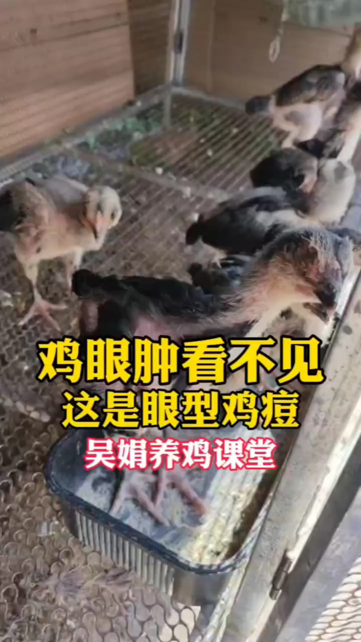 鸡眼睛肿看不见,眼睛周围有黑色的痘痘,这是夏季高发的眼型鸡痘