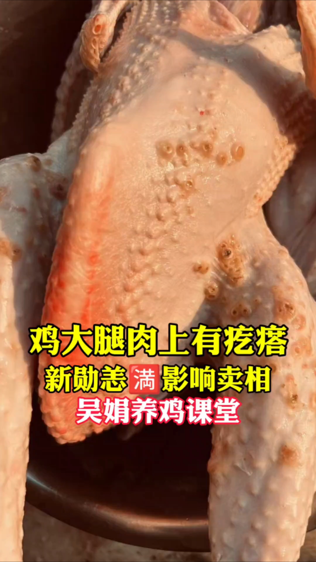 鸡大腿内侧和胸部上长疙瘩,这个是体外寄生虫新勋恙螨。影响卖相