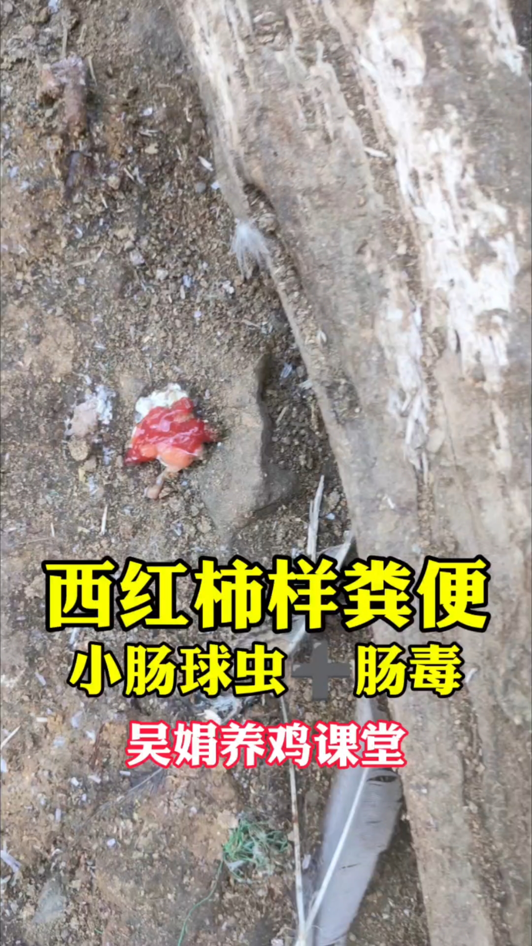 鸡拉西红柿样烂肉样粪便,是小肠球虫肠毒混感。吴娟养鸡课堂分享