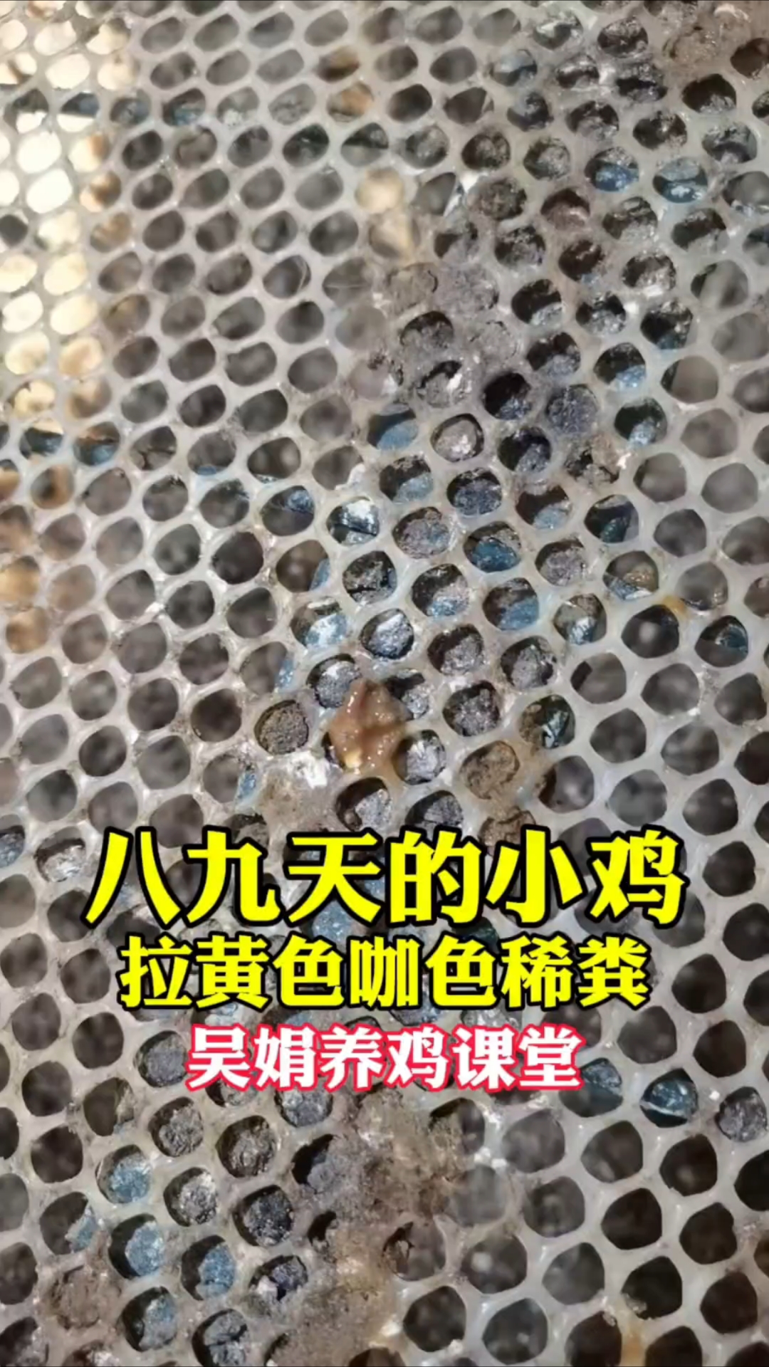 八九天的小鸡,拉黄色咖色的粪便。这个是球虫梭菌霉菌的混感