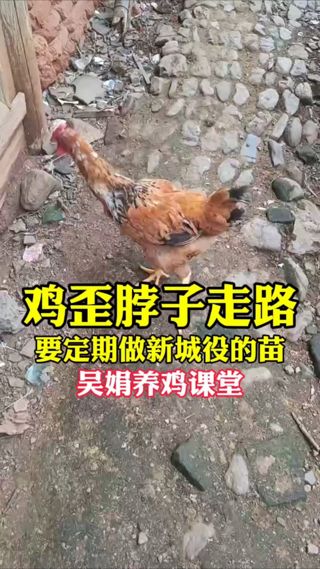 鸡歪脖子走路,是新城疫的神经症状。一定要定期接种新城疫的疫苗