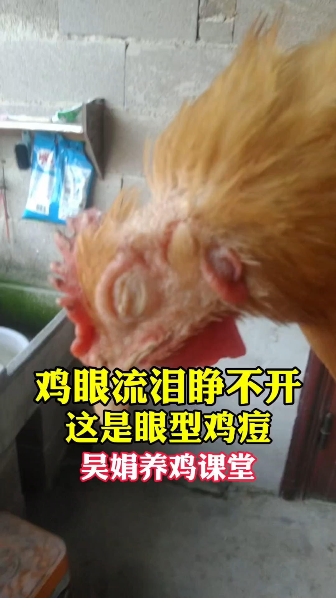 鸡眼睛流泪糊住挣不开,眼圈周围肿有黑色的小痘痘。眼型鸡痘来了