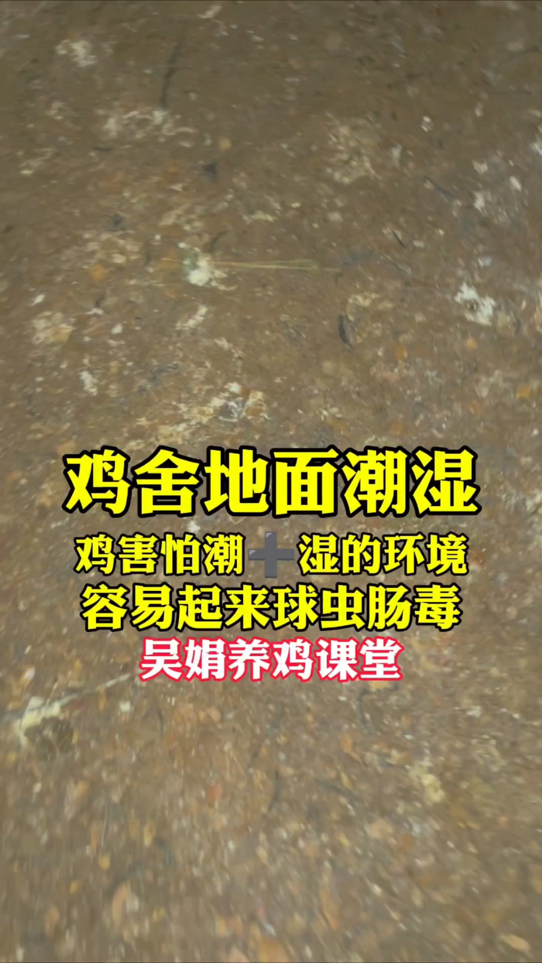 鸡害怕潮加湿的环境,鸡舍地面潮湿就容易起来球虫肠毒