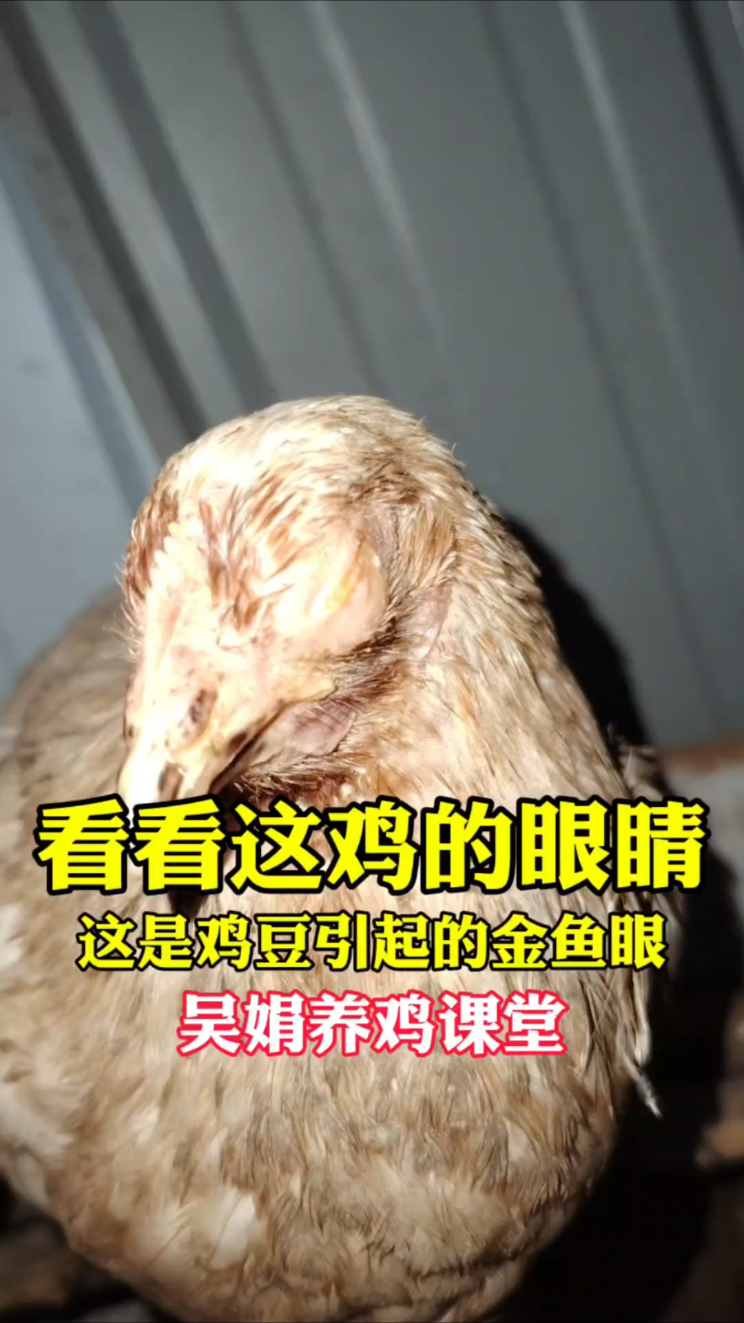 看看鸡的眼睛肿,眼瞎看不见里面有黄白色的干酪物。这是眼型鸡痘