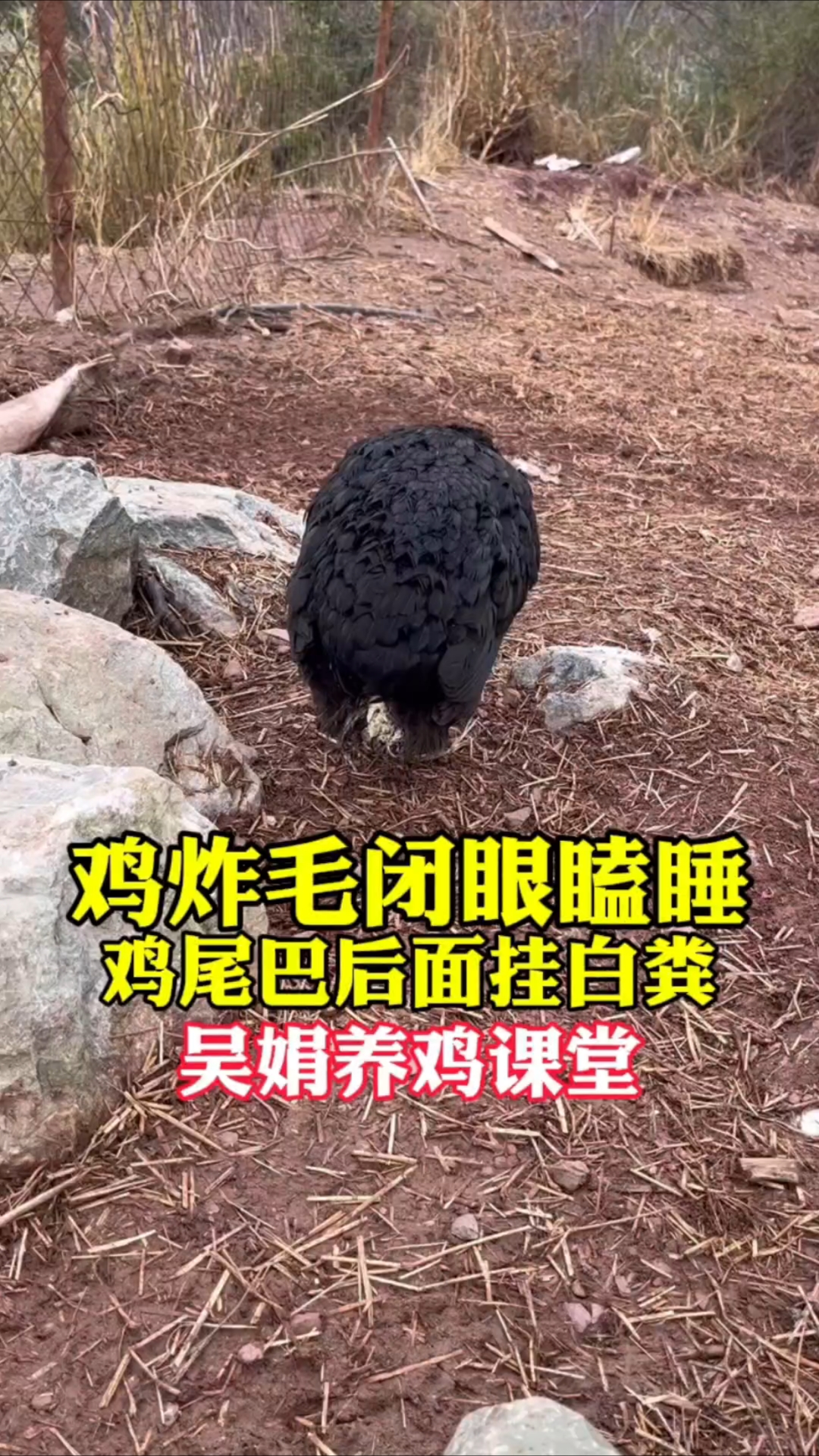 鸡炸毛闭眼瞌睡,鸡尾巴后面挂白粪。这是大鸡白痢