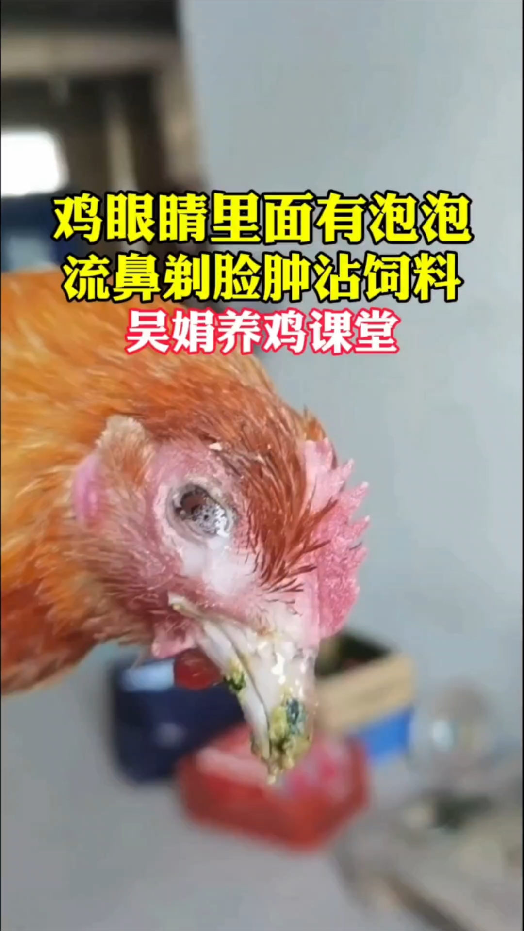 鸡眼睛有泡泡,脸肿流鼻涕鼻子上面沾饲料。这是感冒鼻炎支原体
