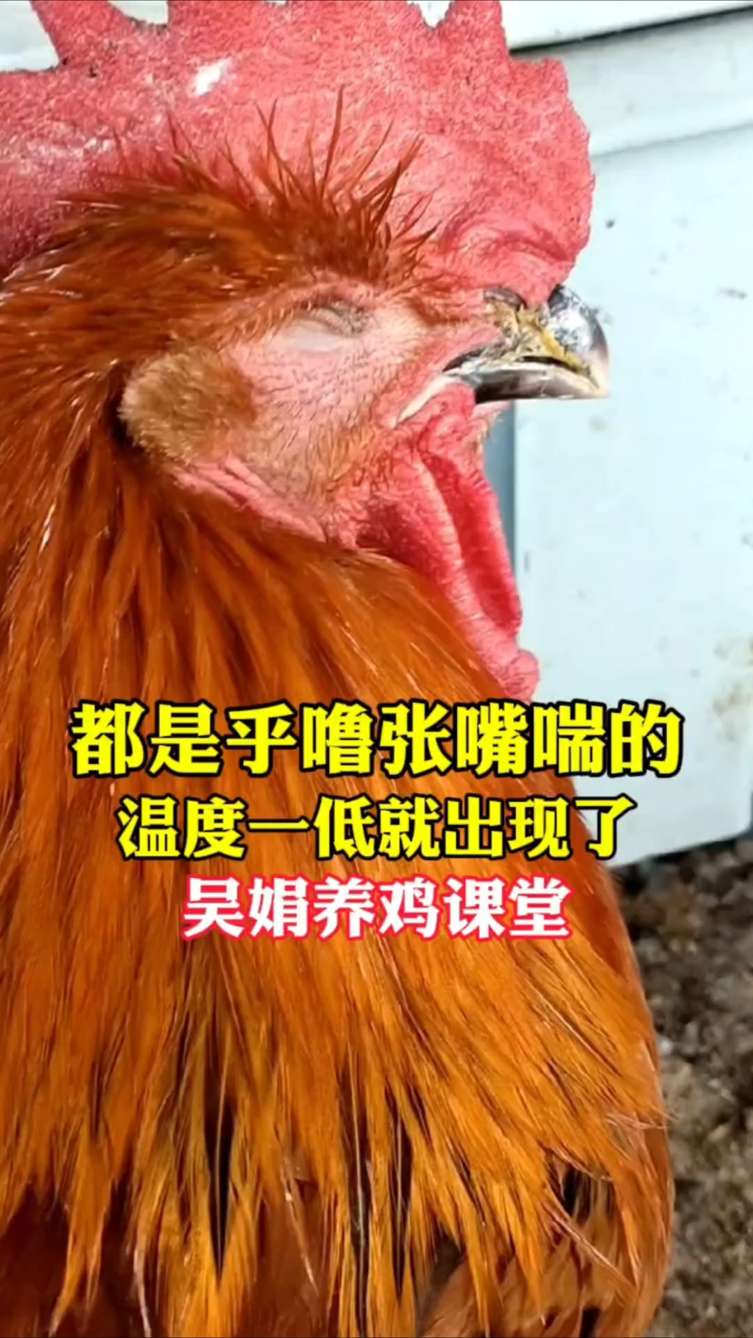 天一冷鸡就流鼻涕呼噜伸脖子张嘴喘,这是感冒气囊炎起来了。速看