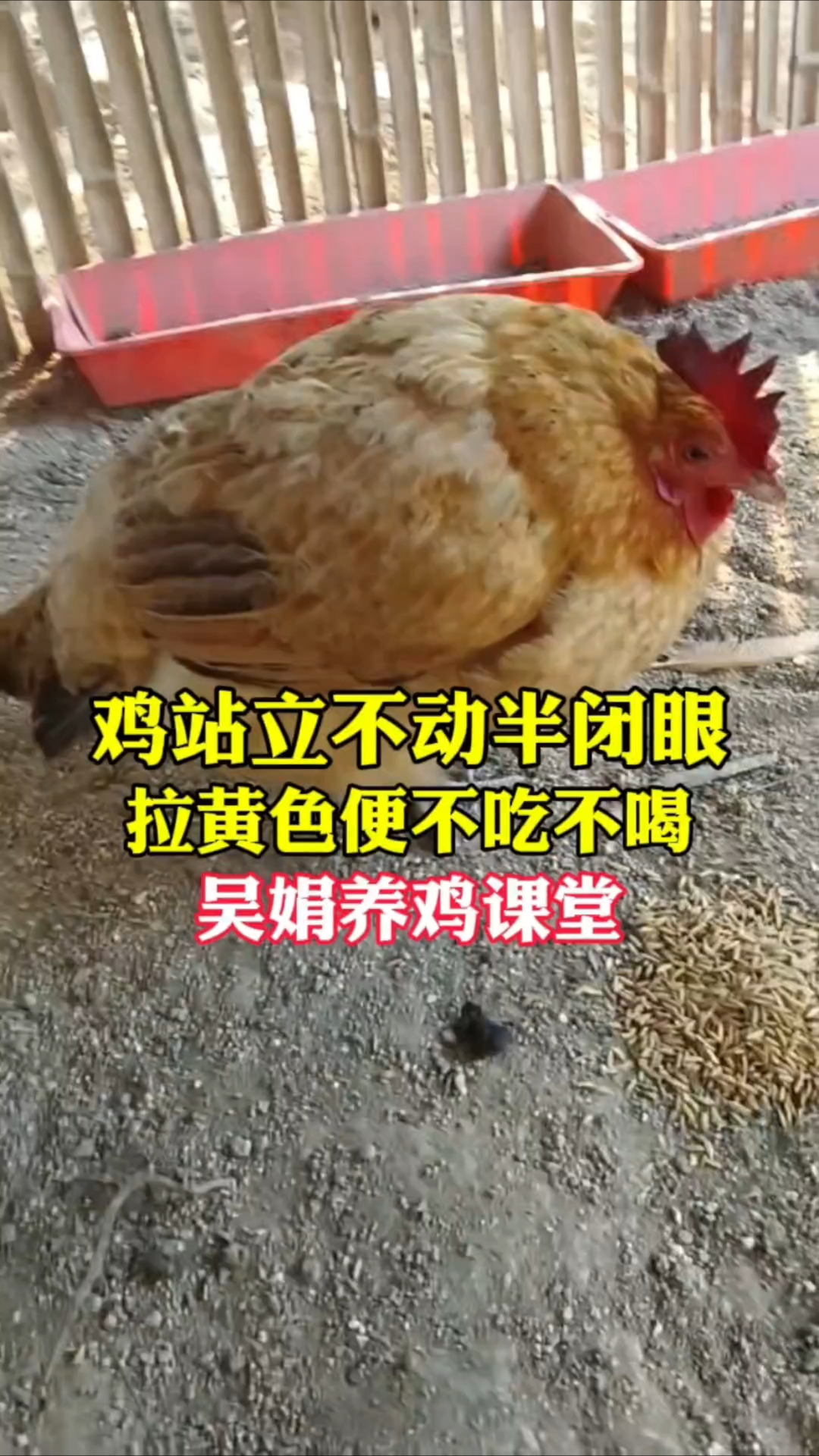 鸡站立不动闭眼瞌睡,不吃不喝拉黄色粪便。这是组织滴虫盲肠肝炎