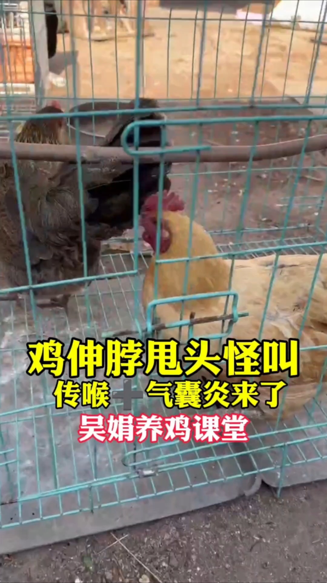 鸡伸脖子张嘴喘气怪叫,这是传喉气囊炎起来了。吴娟养鸡课堂分享