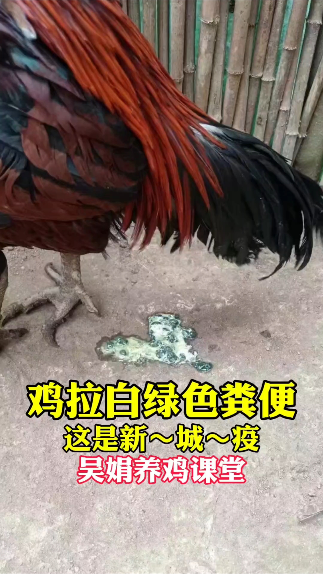 鸡拉白绿色粪便，死的鸡鸡冠发紫有神经症状。这是新城疫
