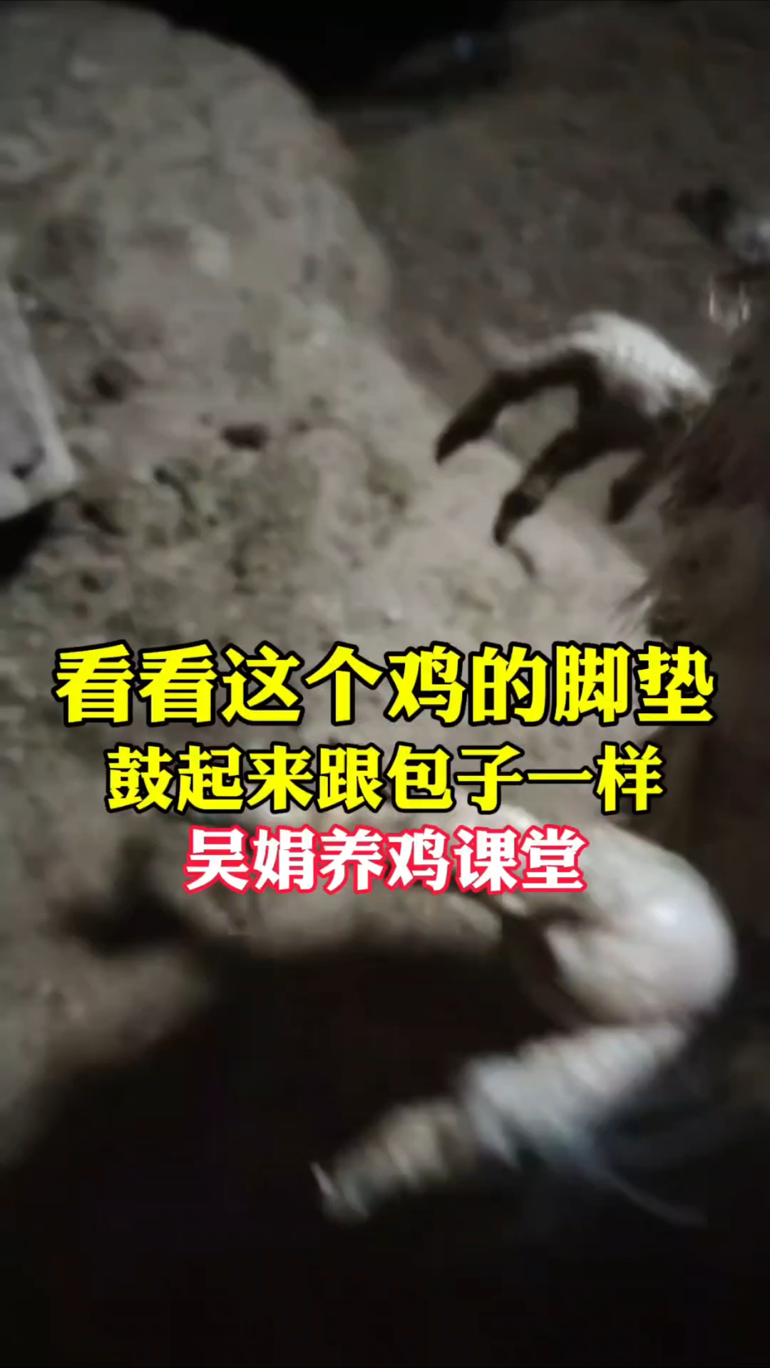 鸡关节肿脚垫肿脚爪子肿,这是滑液囊支原体。吴娟养鸡课堂分享
