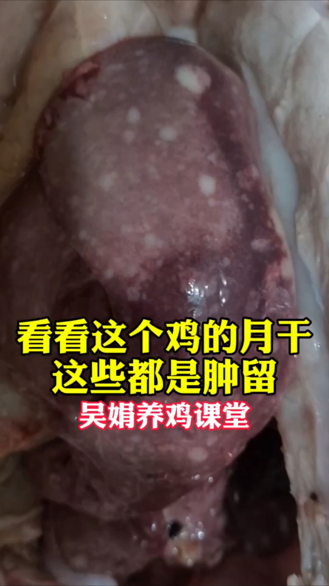 鸡的肝脏肿大有肿瘤,这是种源性的疾病。没有治疗价值建议淘汰