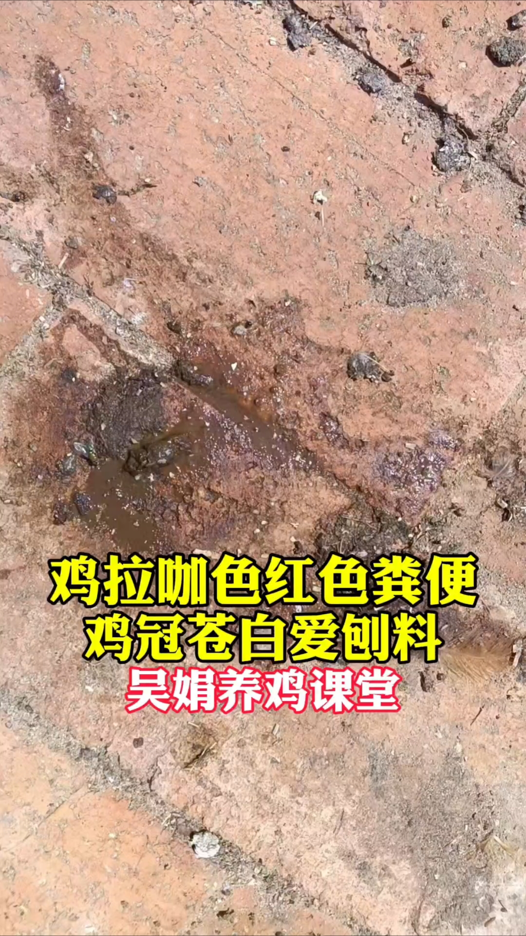 鸡拉咖色西红柿样粪便,鸡冠苍白刨料。这是霉菌球虫肠毒腺肌胃炎