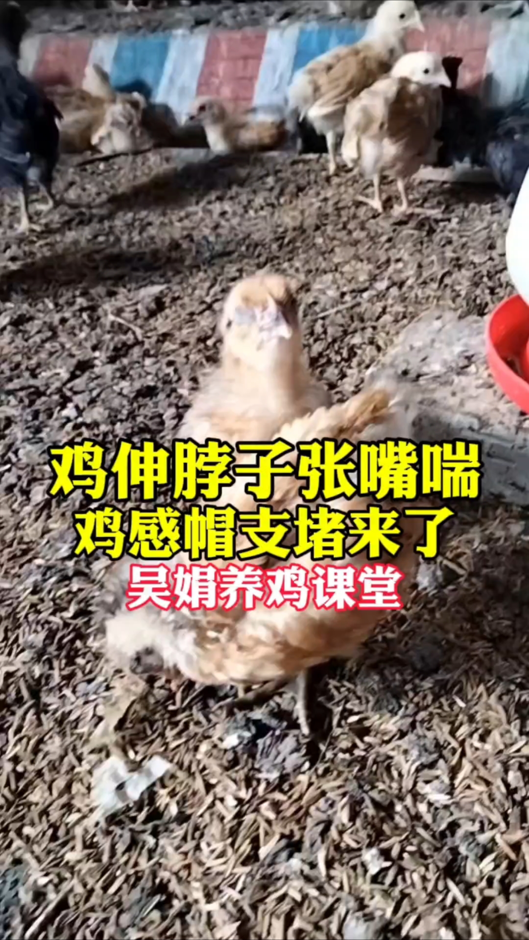 鸡伸长脖子张嘴喘,这是感冒支堵起来了。吴娟养鸡课堂分享