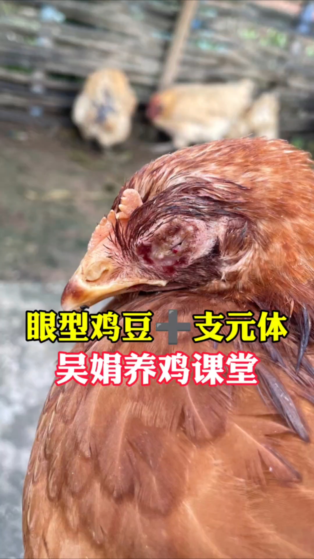 鸡眼睛流泪看不见,眼睛里面有黄色干酪物。这是眼型鸡痘和支原体