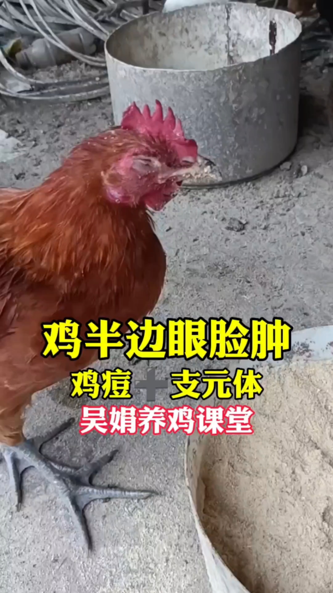 鸡半边脸肿眼睛睁不开,这是眼型鸡痘和支原体混感。赶紧来了解