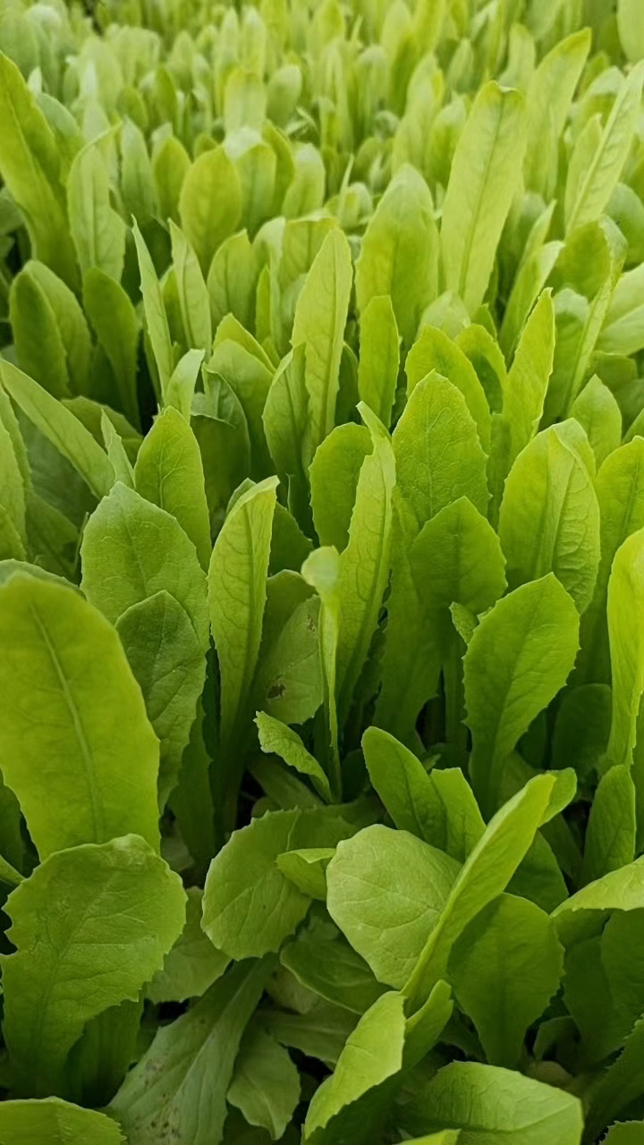 油麦菜