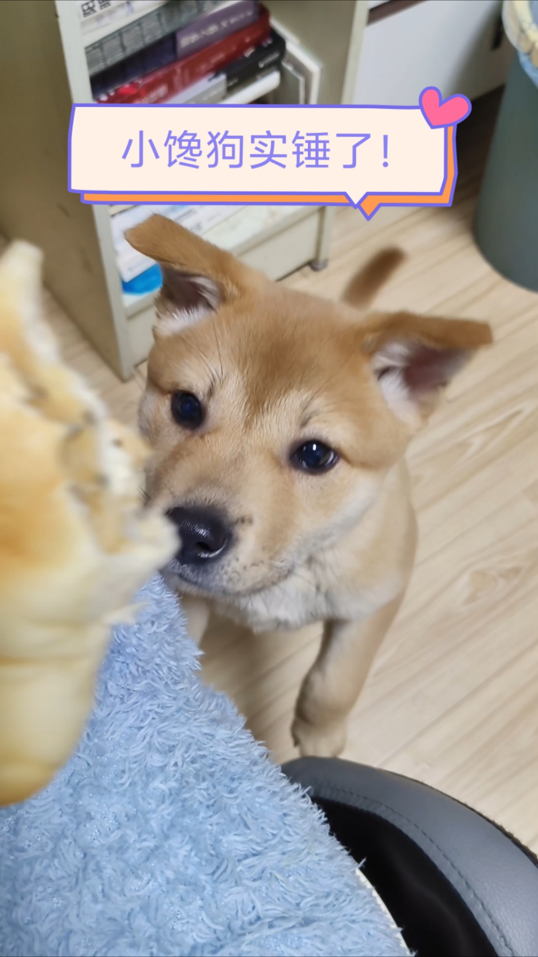小狗可以吃面包吗?她怎么什么都想吃啊?