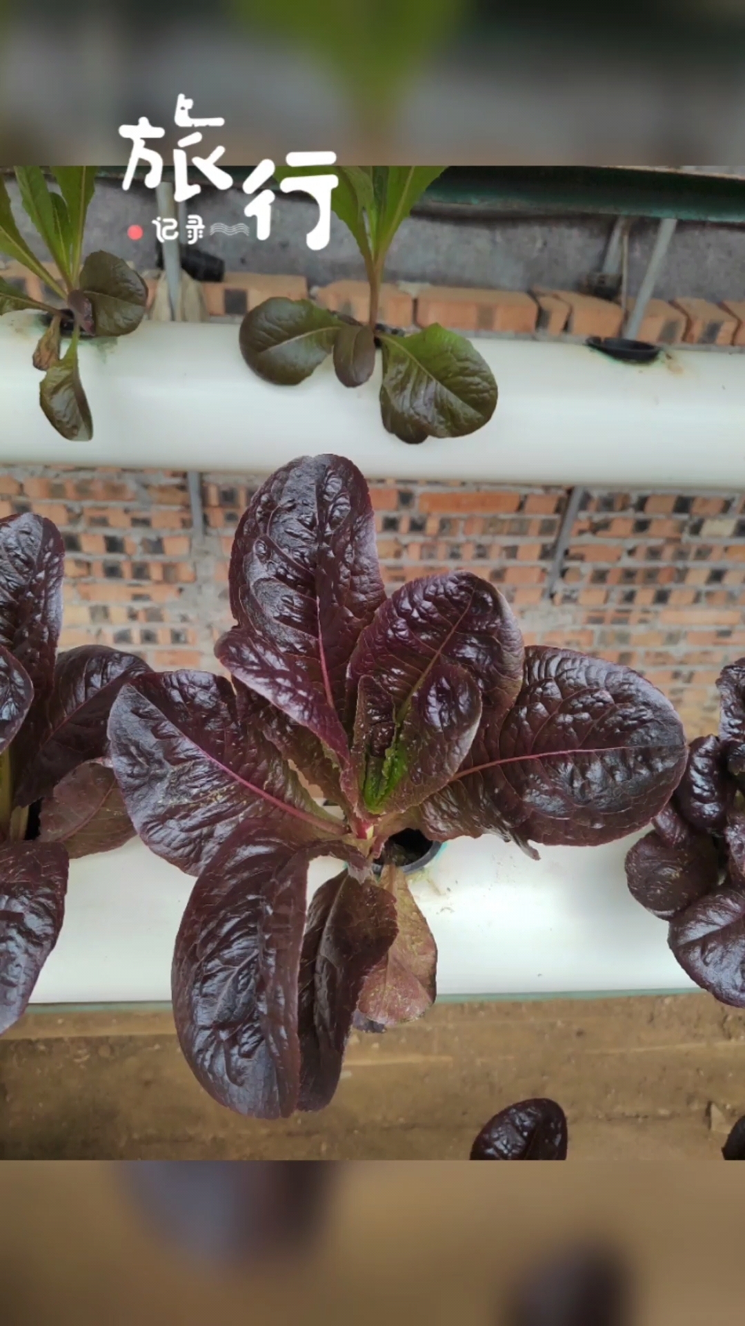 pvc管子种菜,高明!