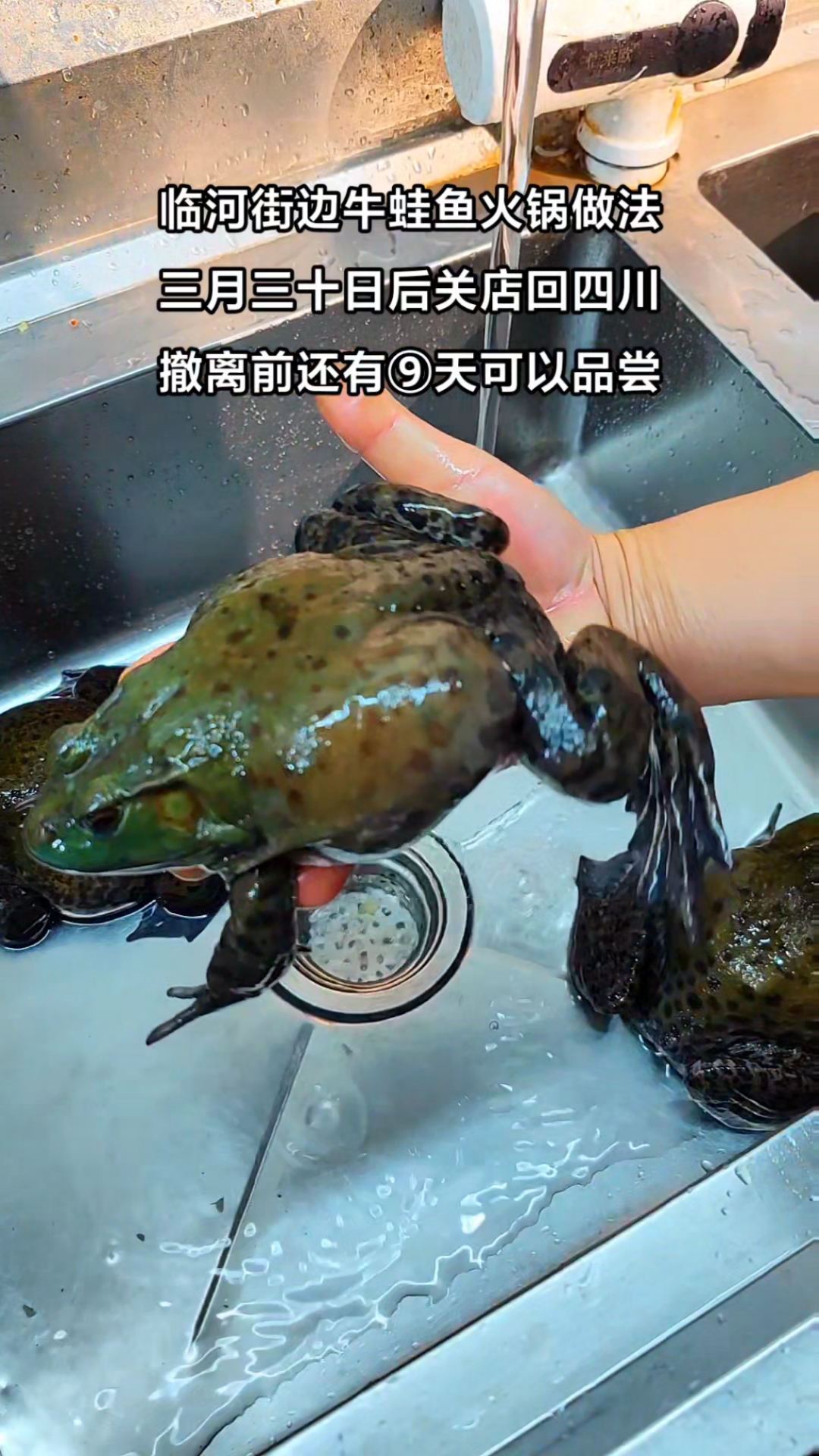 川派煮夫牛蛙火锅鱼做法