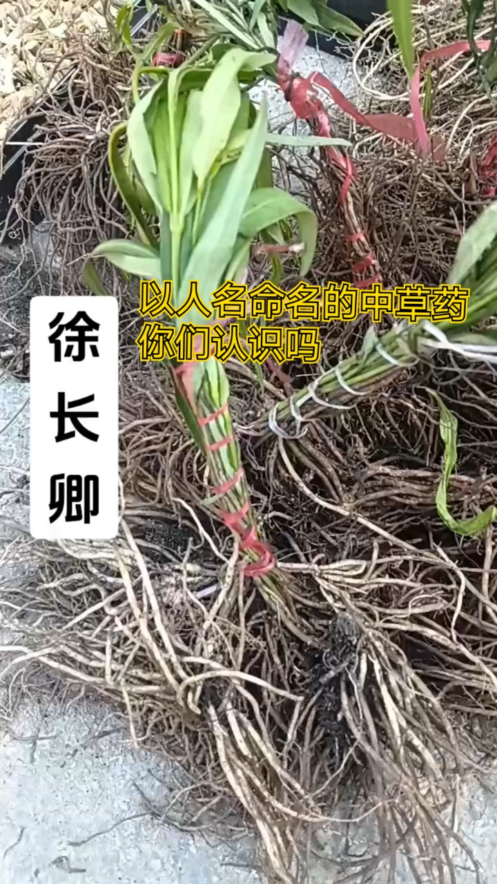 以人名命名的中草药你们认识吗?