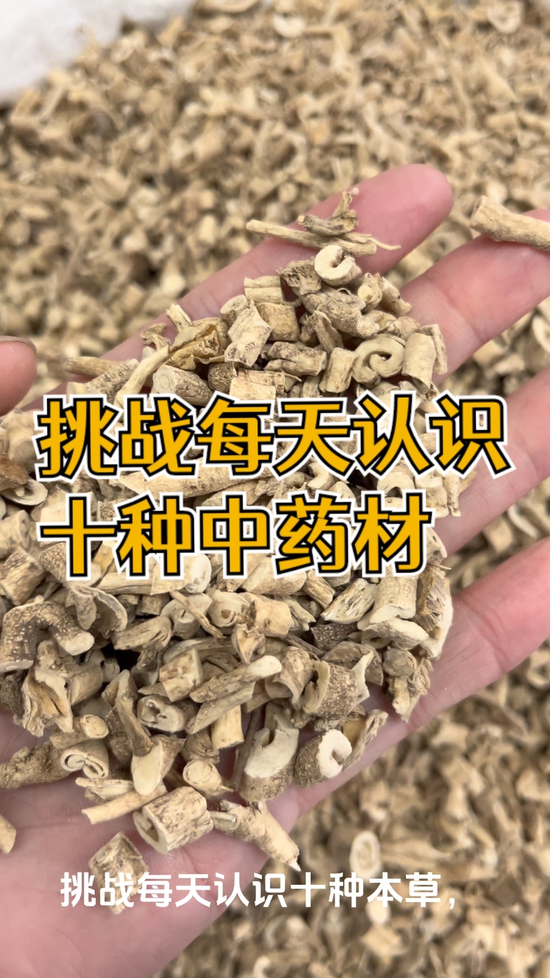 挑战每天认识十种中药材的名字