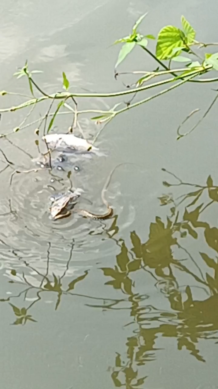 小辣条吃鱼,鱼太大了