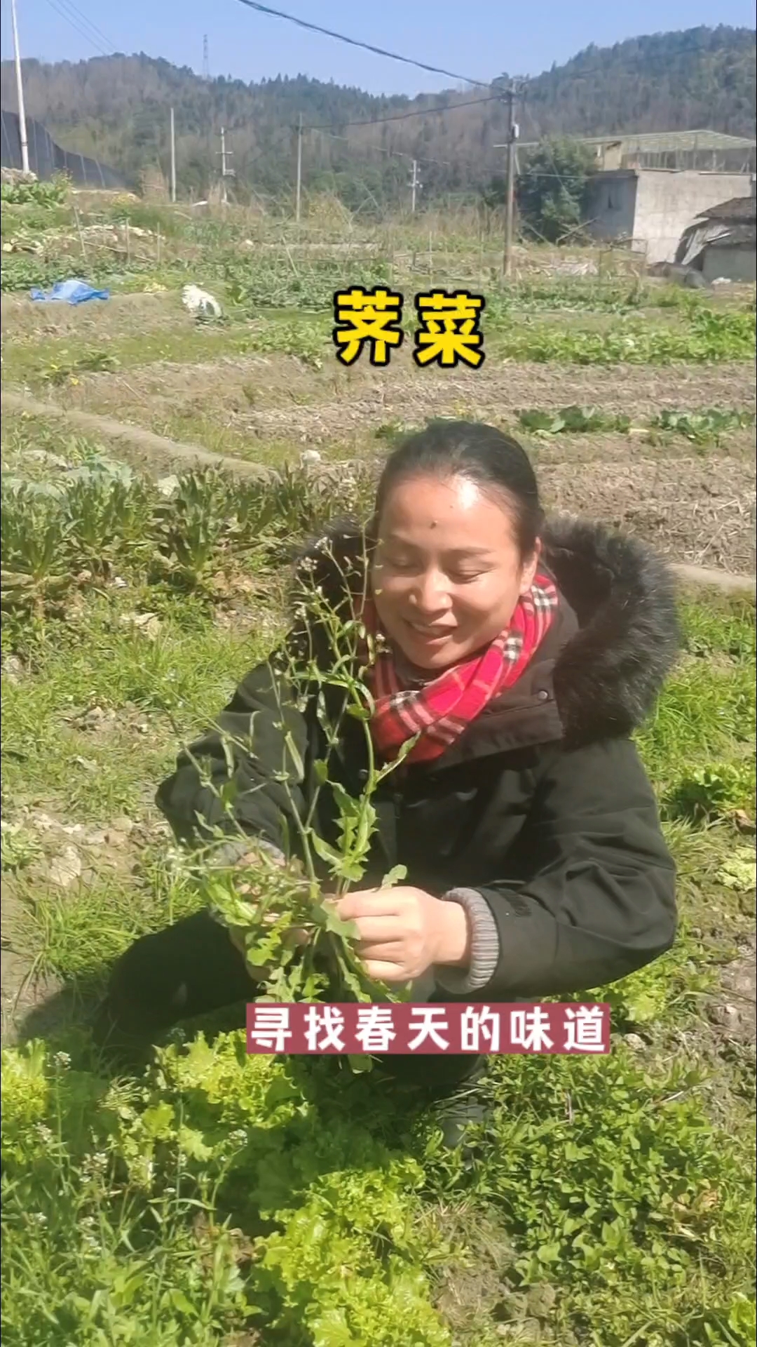 寻找春天的味道荠菜