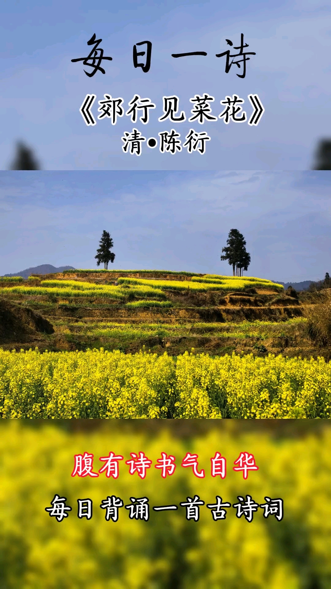 #古诗词#国学文化#诗意生活#最美乡村风景#菜花#春日油菜花##古诗背诵打卡#