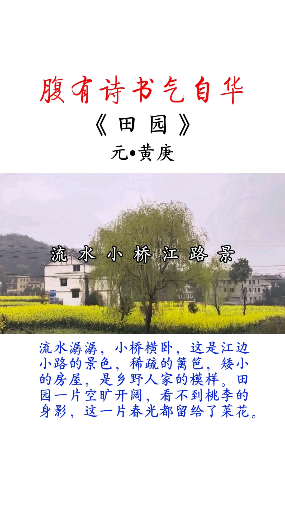 一段春光属菜花#古诗词#国学文化#诗朗诵#乡村美景田园风光# 油菜花