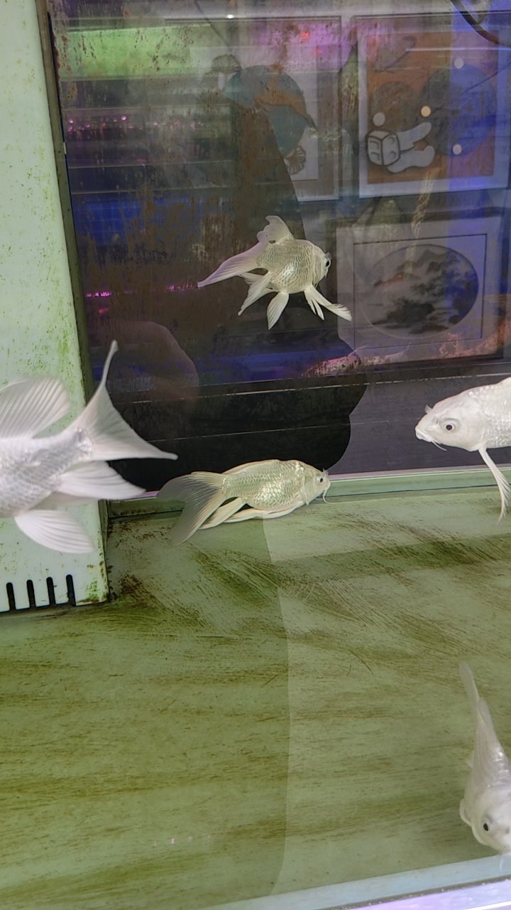 欣赏一下这两种鱼哪个好看且好养