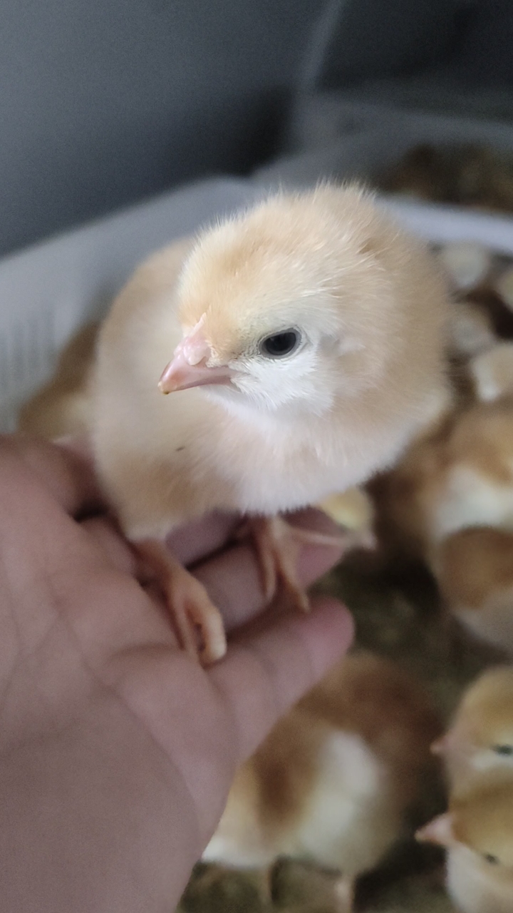 兴平鸡苗孵化场，常用出售红玉，良凤，青脚，白凤，等优质鸡苗。