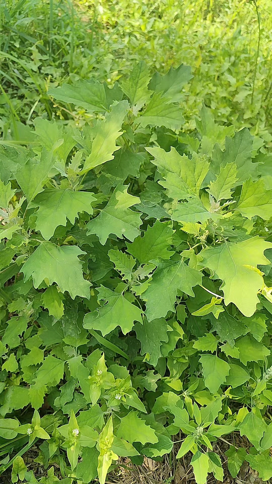 灰灰菜