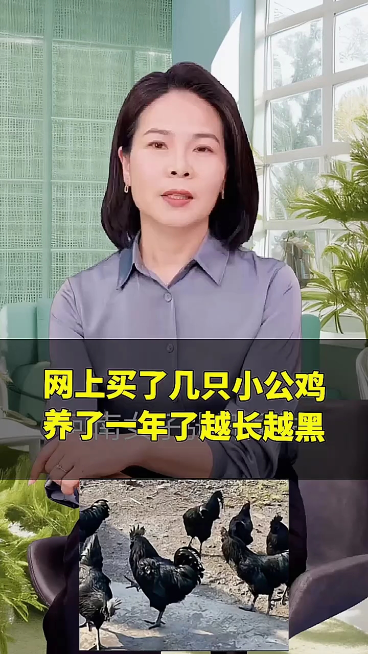网上买了几只小公鸡,养了一年了,越长越黑