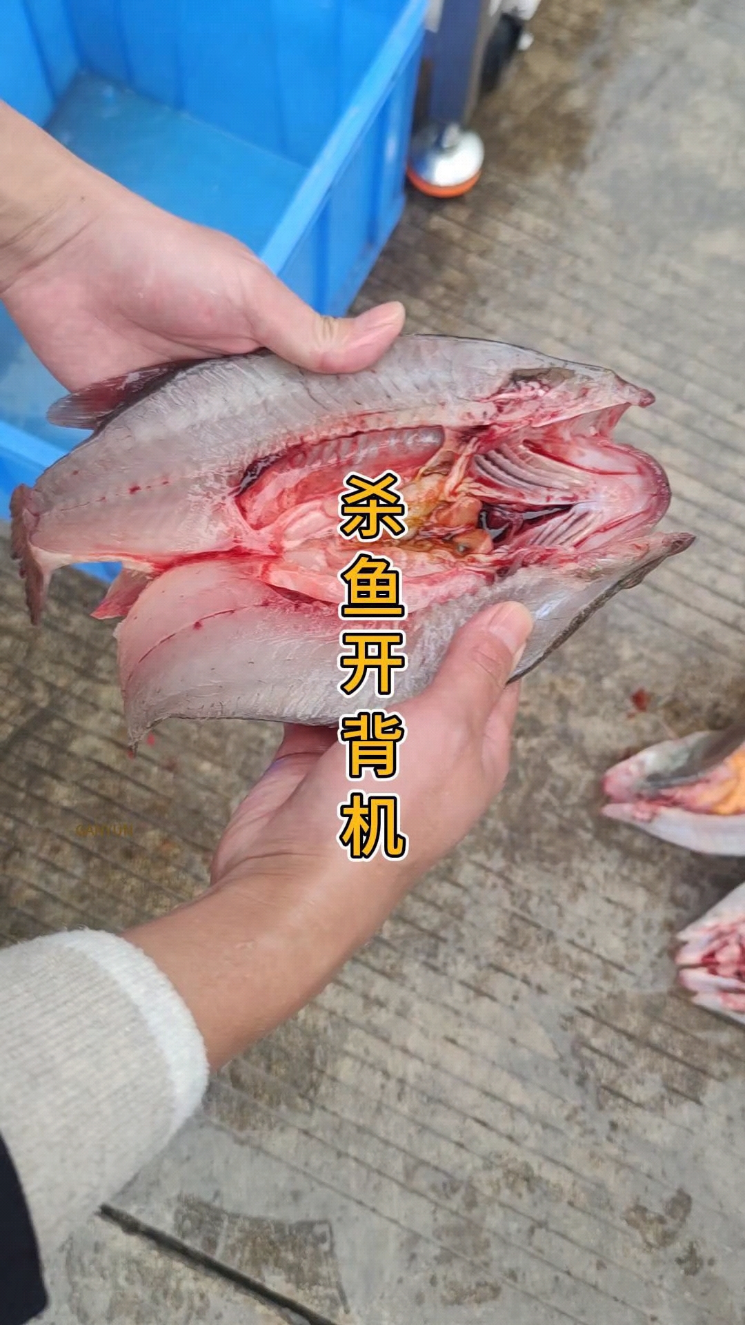 杀鱼开背一体机,水平高压开鱼背机,杀鱼开背深浅可调