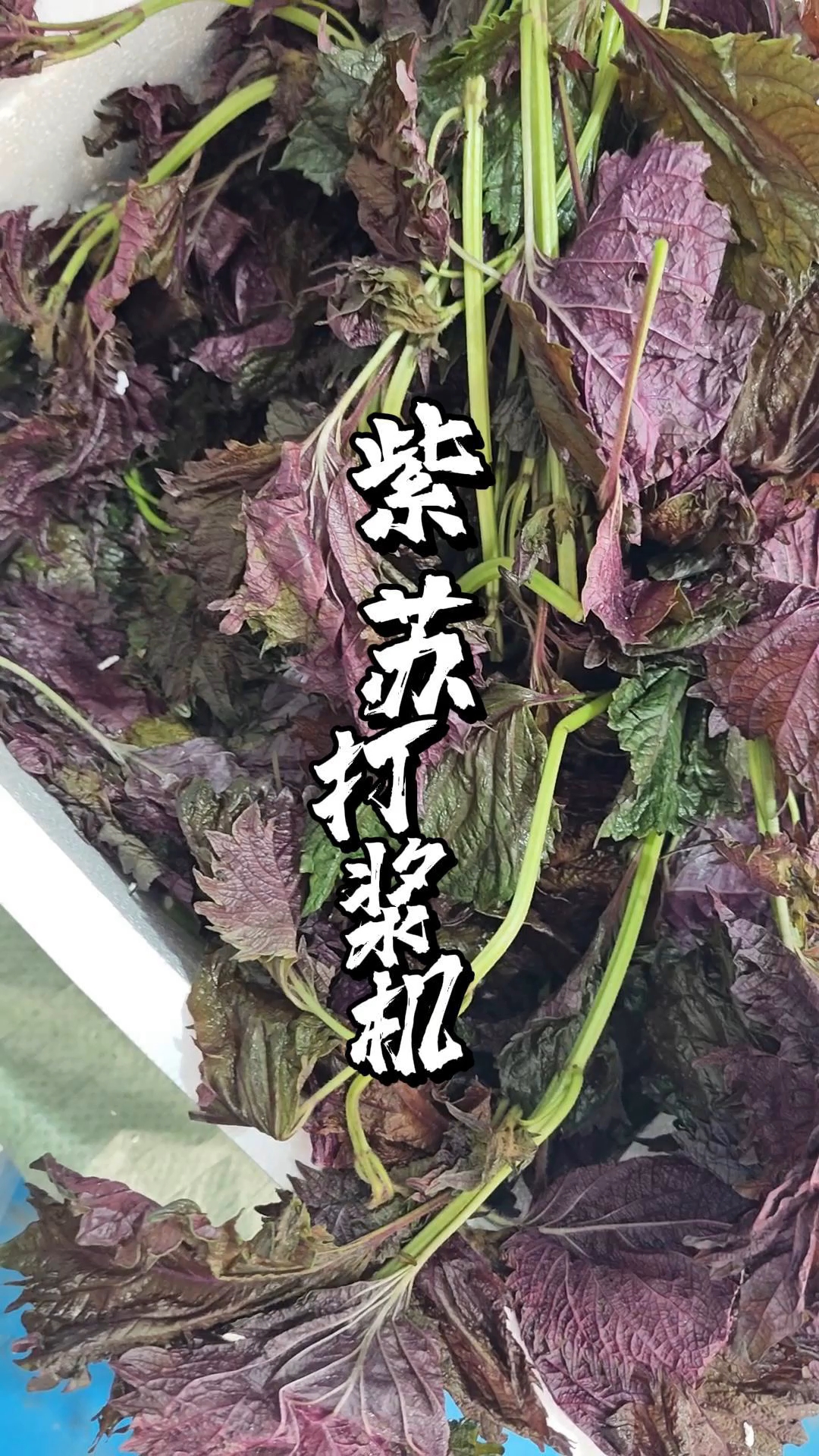 28桶变频调速打浆机,外桶可加冰制冷设计,各种肉类蔬菜都能搅