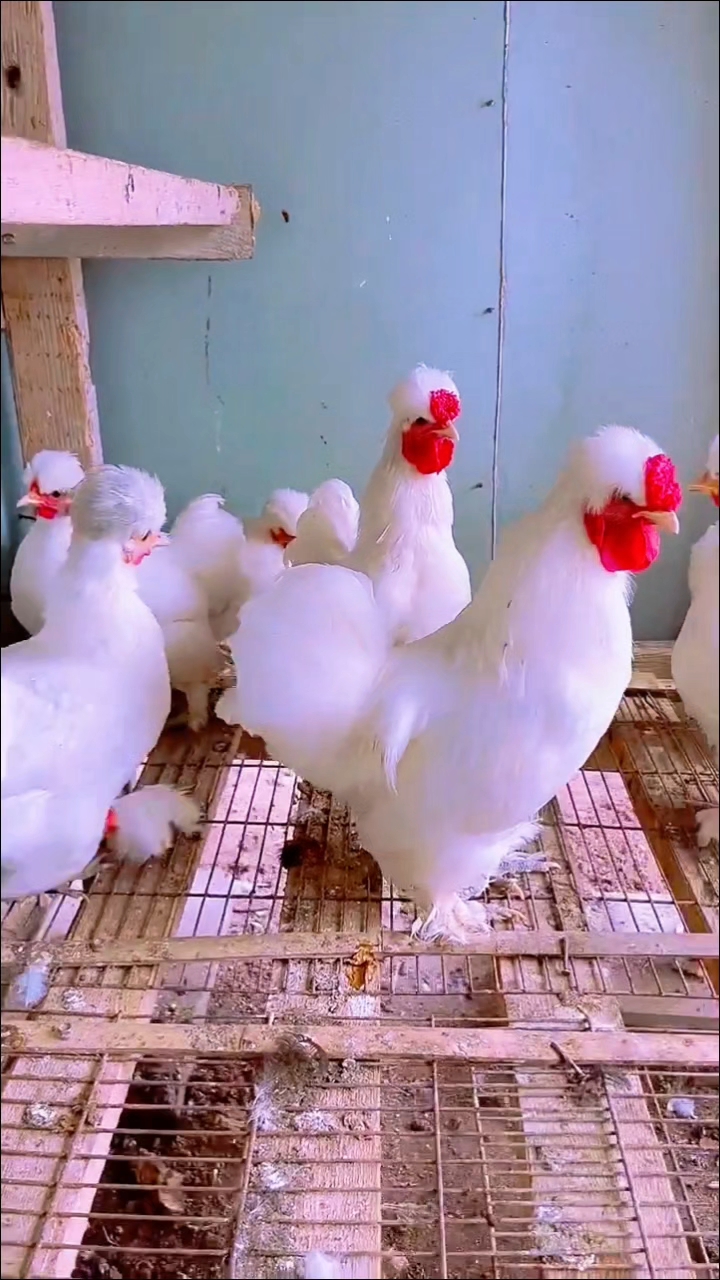 宫廷白凤头元宝鸡