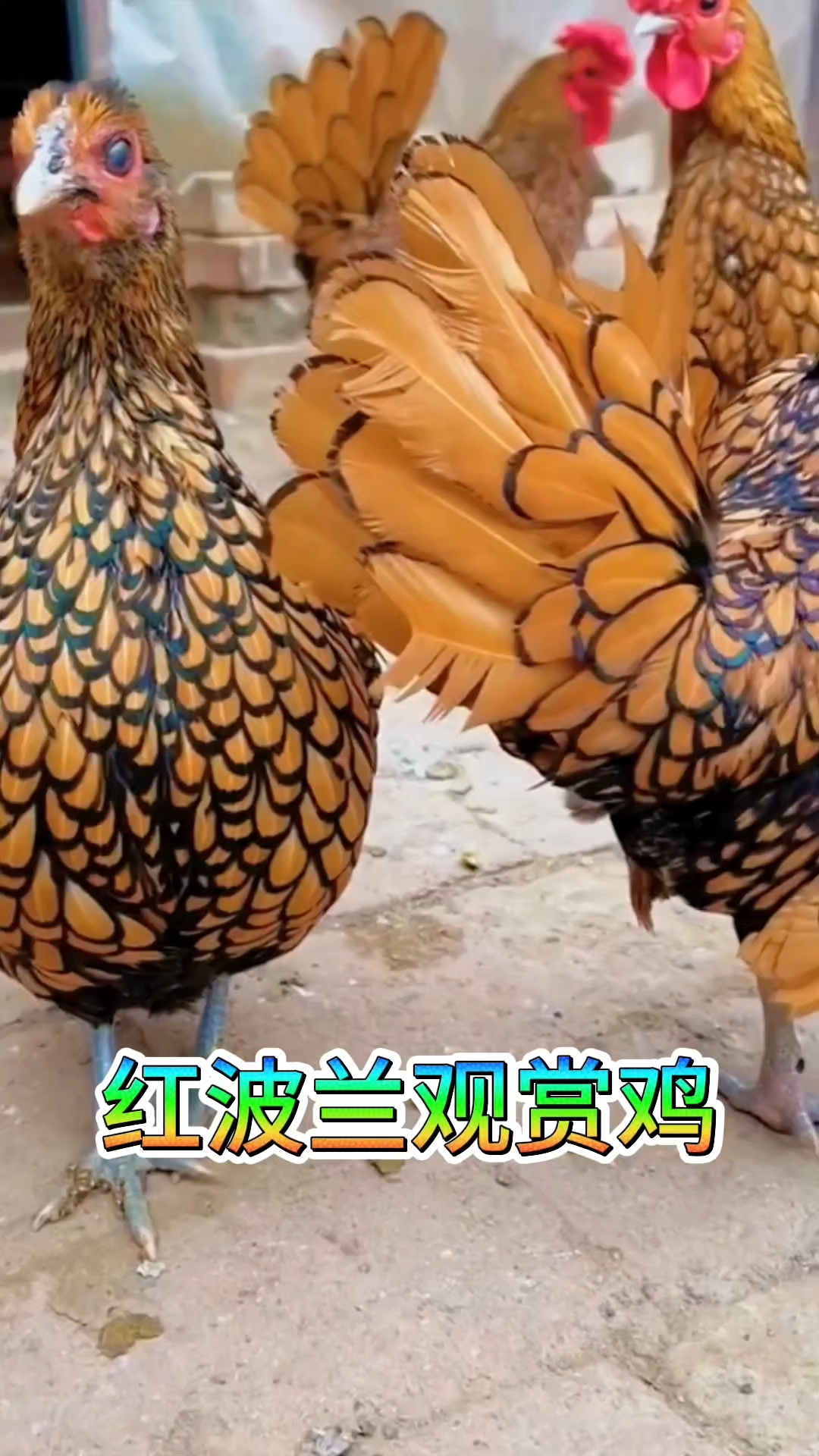 波兰鸡