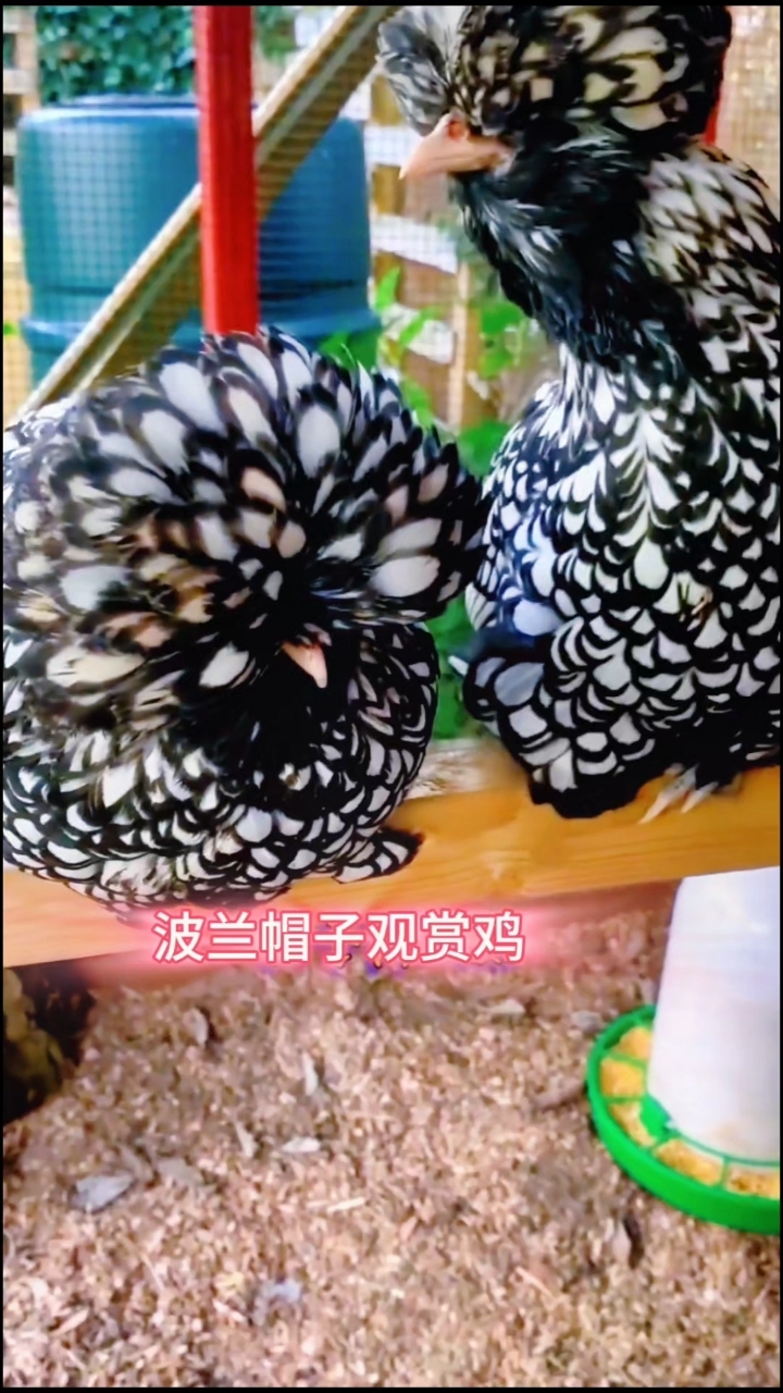 波兰帽子观赏鸡