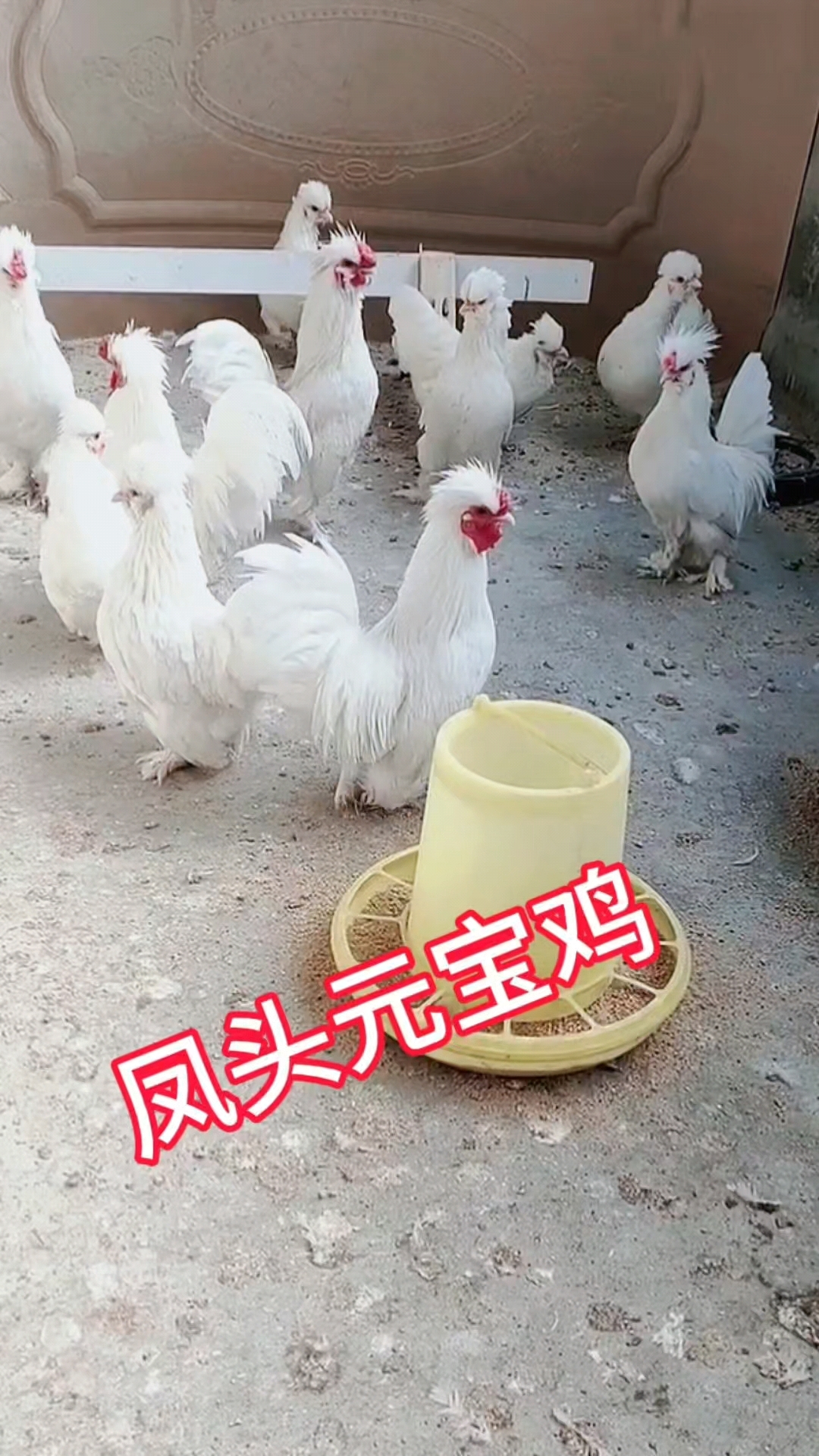 凤头宫廷元宝鸡、鸡苗、受精种蛋保受精率百分之八十