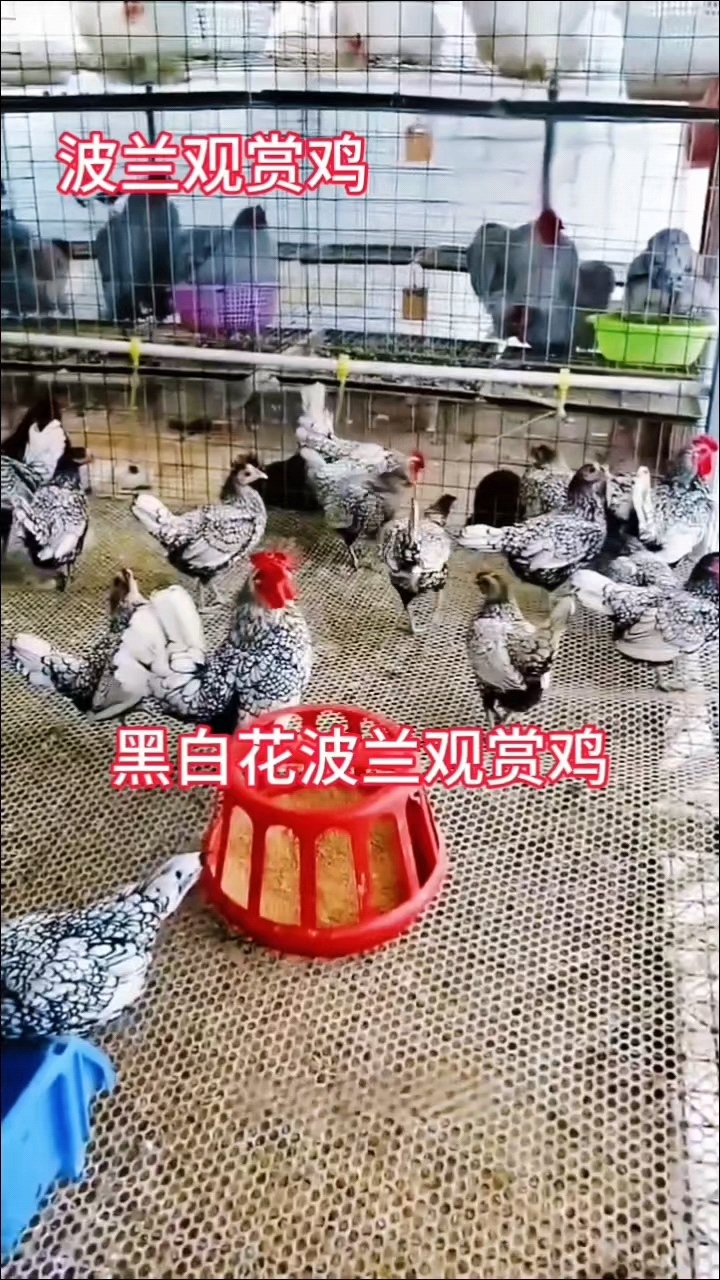 波兰鸡、鸡苗、受精种蛋欢迎交流养殖