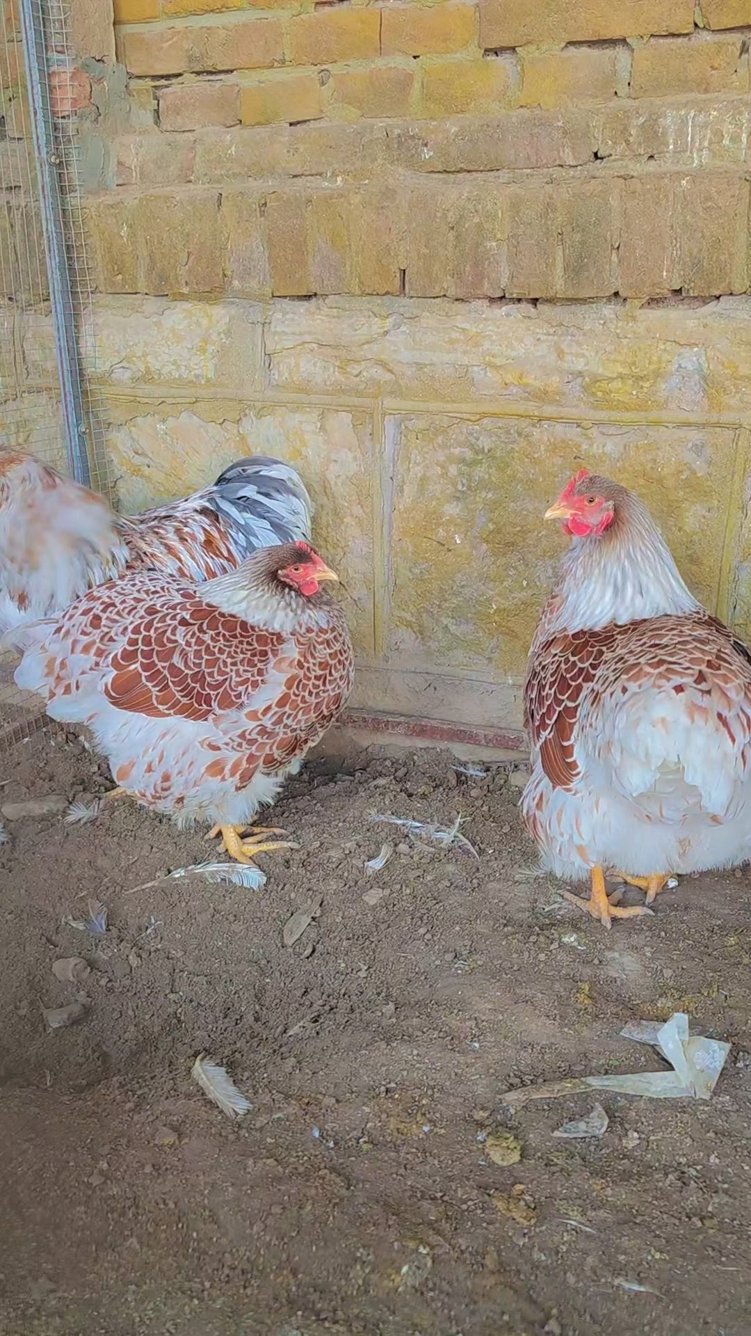 怀特鱼鳞观鸡、鸡苗、受精种蛋
