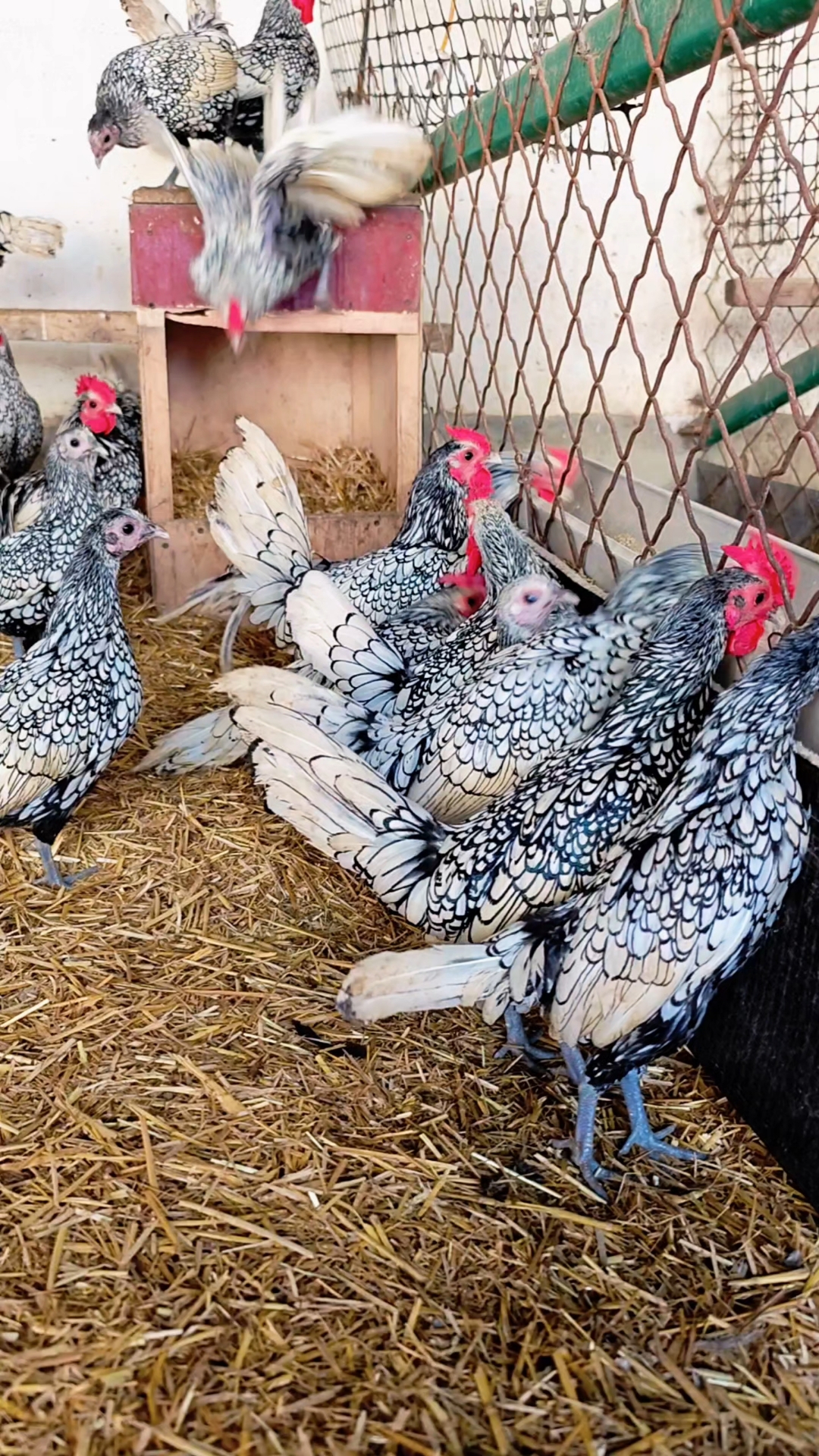 黑白花波兰观赏鸡