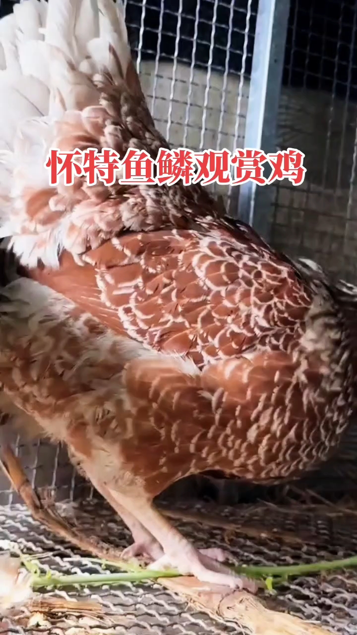 #怀特鱼鳞观赏鸡 #鸡苗、种蛋欢迎交流