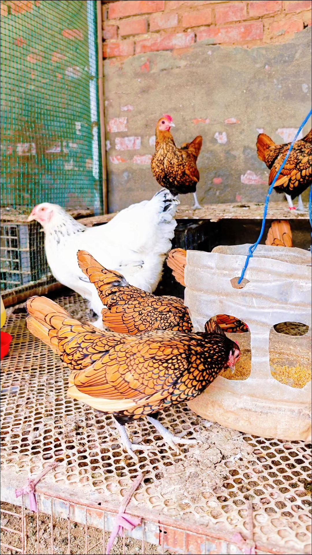 波兰鸡\鸡苗\种蛋