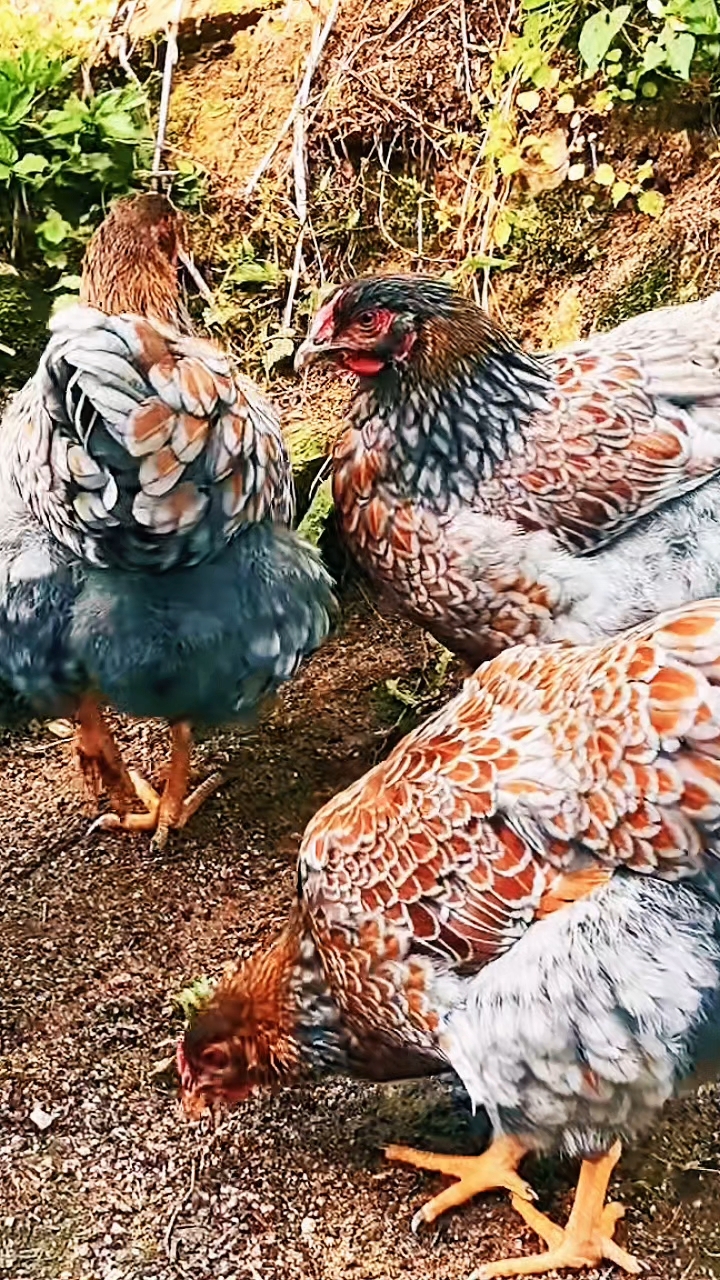 #怀特鱼鳞观赏鸡#鸡苗#种蛋欢迎交流养殖技术